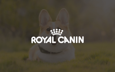 Как с помощью DMP увеличить охват и оптимизировать стоимость размещения: кейс Royal Canin